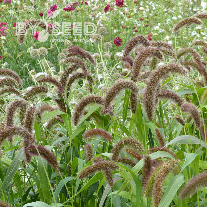 Setaria italica Lowlander