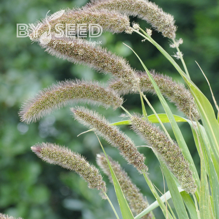 Setaria italica Lowlander