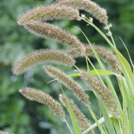 Setaria italica Lowlander