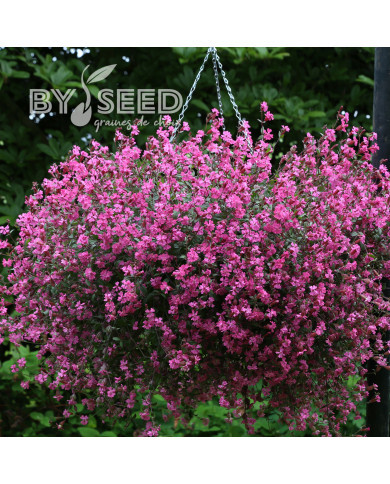 Silene pendula Sibella Carmine