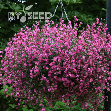 Silene pendula Sibella Carmine