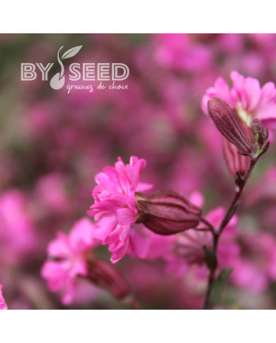 Silene pendula Sibella Carmine