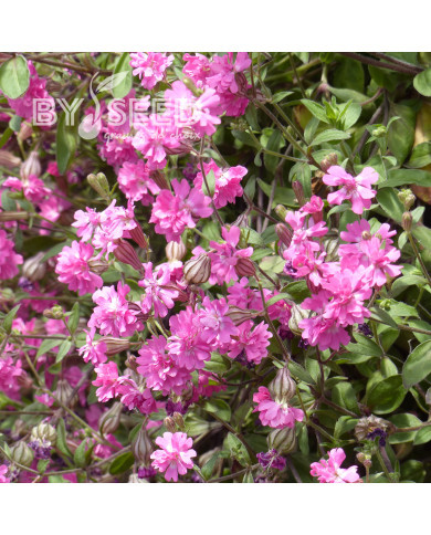 Silene pendula Sibella Carmine