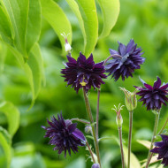 Ancolie Blue Barlow