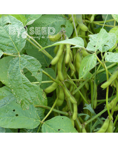 Soja potager Fiskeby V