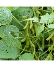 Gypsophile paniculé Snowflake, 50% double