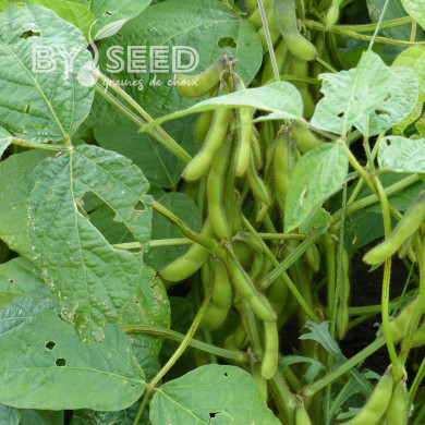 Soja potager Fiskeby V