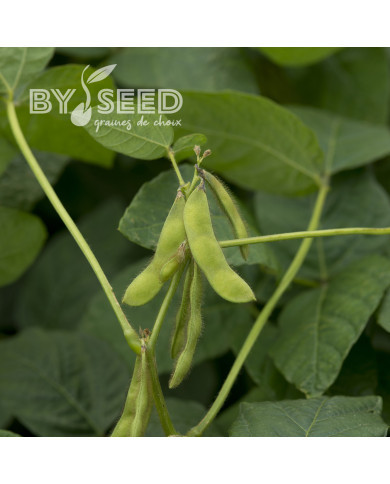 Soja potager Fiskeby V