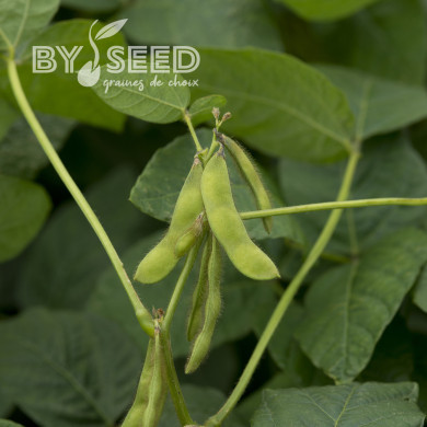 Soja potager Fiskeby V