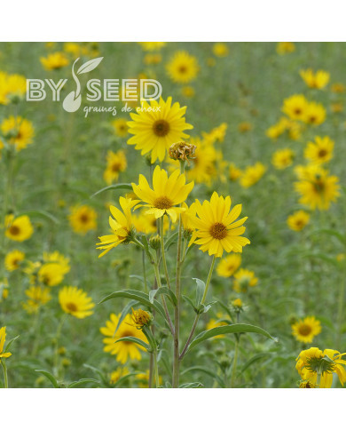 Soleil de Maximilien - Helianthus maximilianus