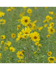 Tournesol debilis Italian Green Heart