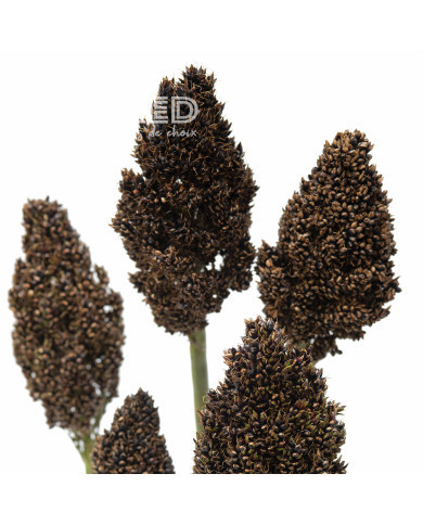 Sorgho bicolor Black Falcon