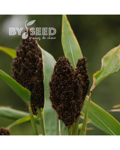 Sorgho ou Millet noir - Sorghum nigrum