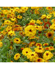 Souci Calexis Orange