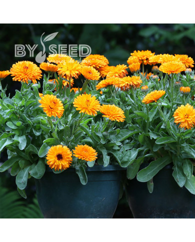 Souci Calexis Orange