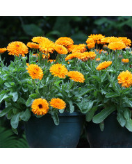 Souci Corniche d'Or BIO