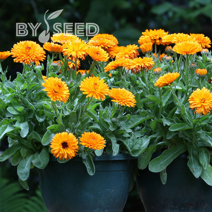 Souci Calexis Orange