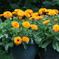 Souci Calexis Orange