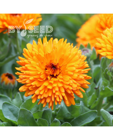 Souci Calexis Orange