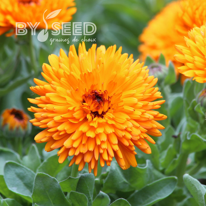 Souci Calexis Orange