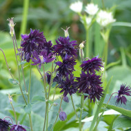 Ancolie Blue Barlow