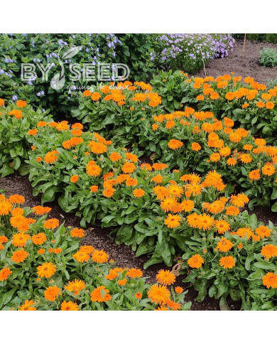 Souci Calexis Orange