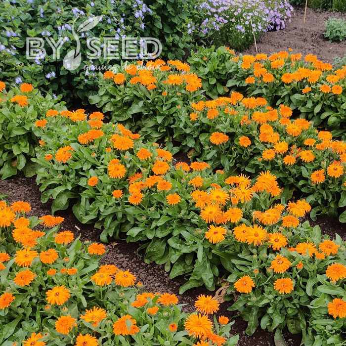 Souci Calexis Orange