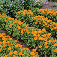 Souci Calexis Orange