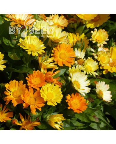 Souci Daisy Citrus Mix