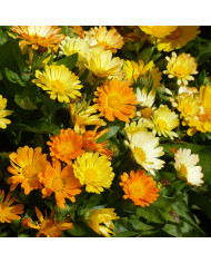 Souci Corniche d'Or BIO