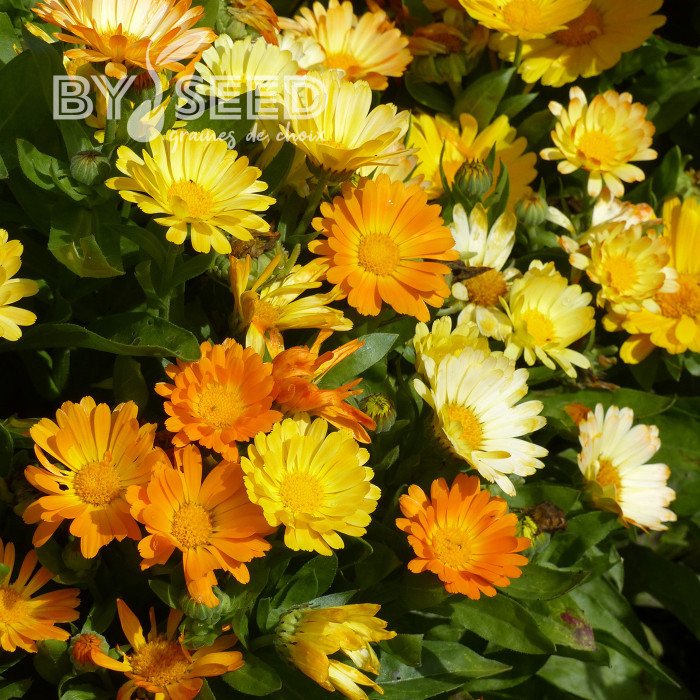 Souci Daisy Citrus Mix