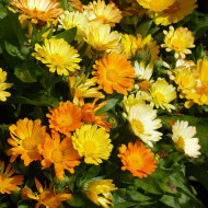 Souci Daisy Citrus Mix