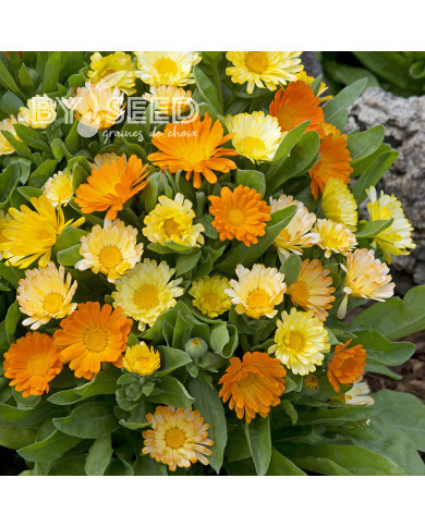 Souci Daisy Citrus Mix