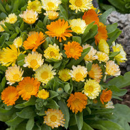 Souci Daisy Citrus Mix