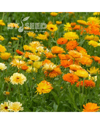 Souci des jardins varié