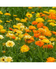 Souci Daisy Citrus Mix