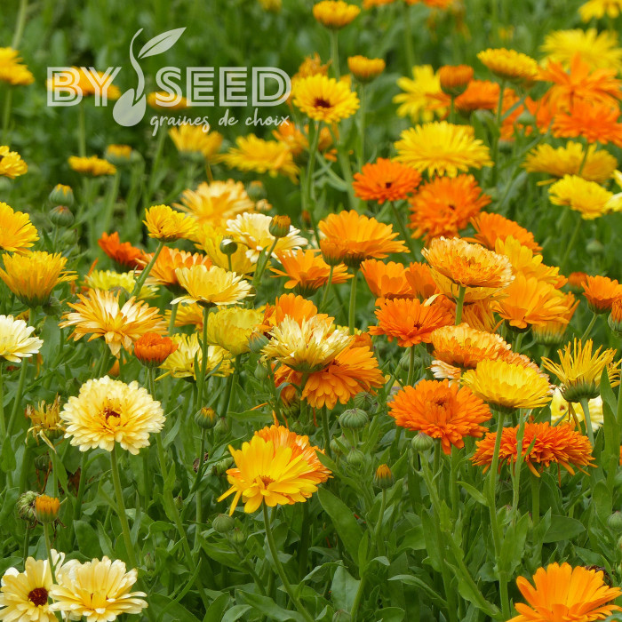 Souci des jardins varié