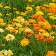 Souci des jardins varié