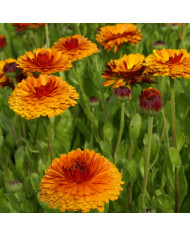 Souci Indian Prince BIO