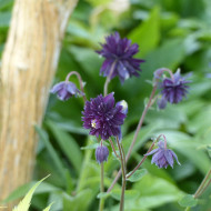 Ancolie Blue Barlow