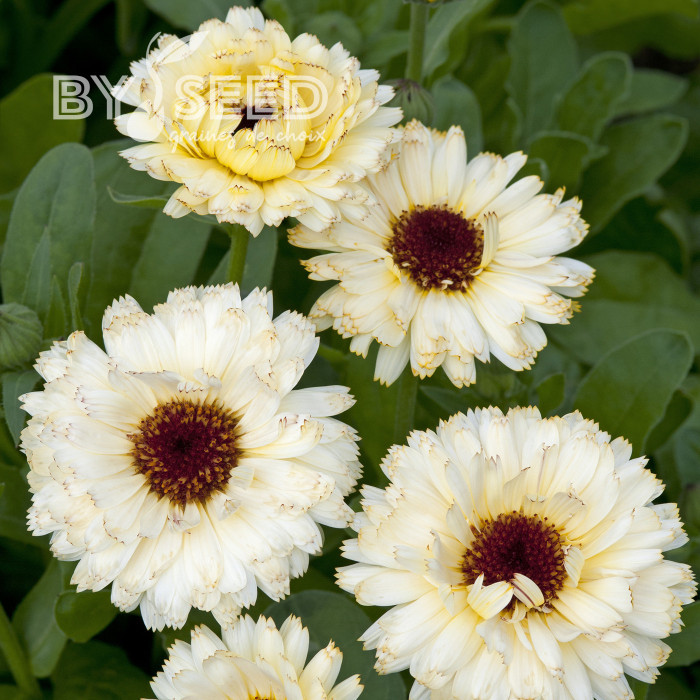 Souci Ivory Princess