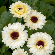 Souci Ivory Princess