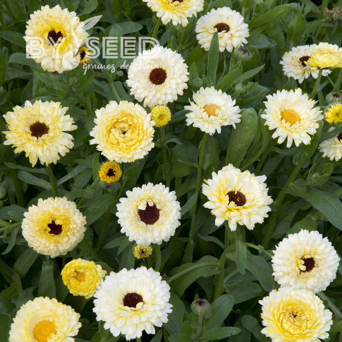 Souci Ivory Princess