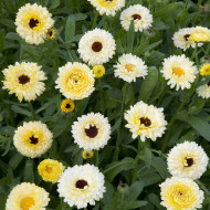 Souci Ivory Princess