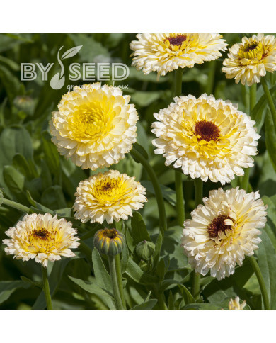 Souci Ivory Princess