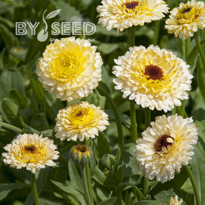 Souci Ivory Princess