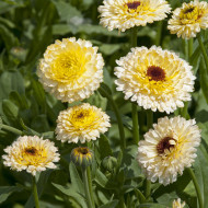 Souci Ivory Princess