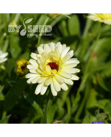 Souci Ivory Princess