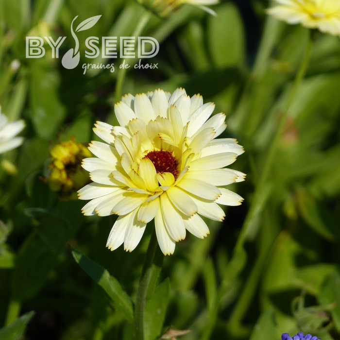 Souci Ivory Princess