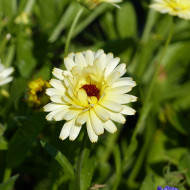 Souci Ivory Princess